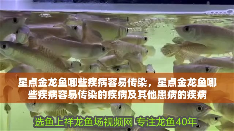 星點金龍魚哪些疾病容易傳染，星點金龍魚哪些疾病容易傳染的疾病及其他患病的疾病