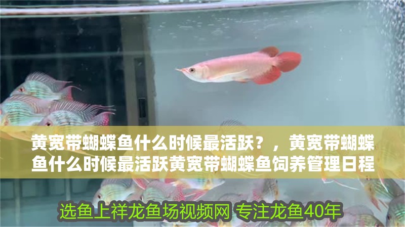 黃寬帶蝴蝶魚什么時候最活躍？，黃寬帶蝴蝶魚什么時候最活躍黃寬帶蝴蝶魚飼養管理日程表 黃寬帶蝴蝶魚什么時候最活躍？，黃寬帶蝴蝶魚什么時候最活躍黃寬帶蝴蝶魚飼養管理日程表 龍魚百科