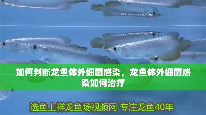 印尼虎魚多少溫度飼養最好:印尼虎魚多少溫度飼養最好印尼虎魚多少溫度飼養最好 如何判斷龍魚體外細菌感染,龍魚體外細菌感染如何治療 龍魚百科 如何判斷龍魚體外細菌感染,龍魚體外細菌感染如何治療 如何判斷龍魚體外細菌感染,龍魚體外細菌感染如何治療 龍魚百科