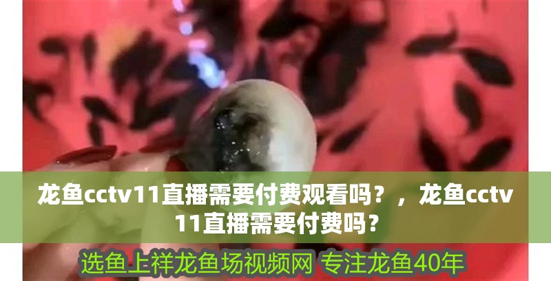 龍魚cctv11直播需要付費觀看嗎？，龍魚cctv11直播需要付費嗎？ 龍魚cctv11直播需要付費觀看嗎？，龍魚cctv11直播需要付費嗎？ 龍魚百科