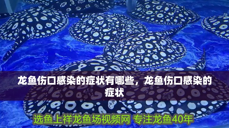 龍魚傷口感染的癥狀有哪些，龍魚傷口感染的癥狀 龍魚傷口感染的癥狀有哪些，龍魚傷口感染的癥狀 龍魚百科