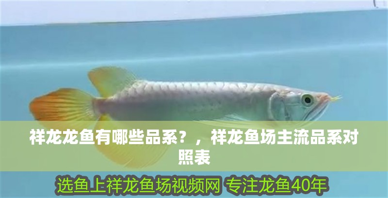 祥龍龍魚有哪些品系？，祥龍魚場主流品系對照表 祥龍龍魚有哪些品系？，祥龍魚場主流品系對照表 龍魚百科