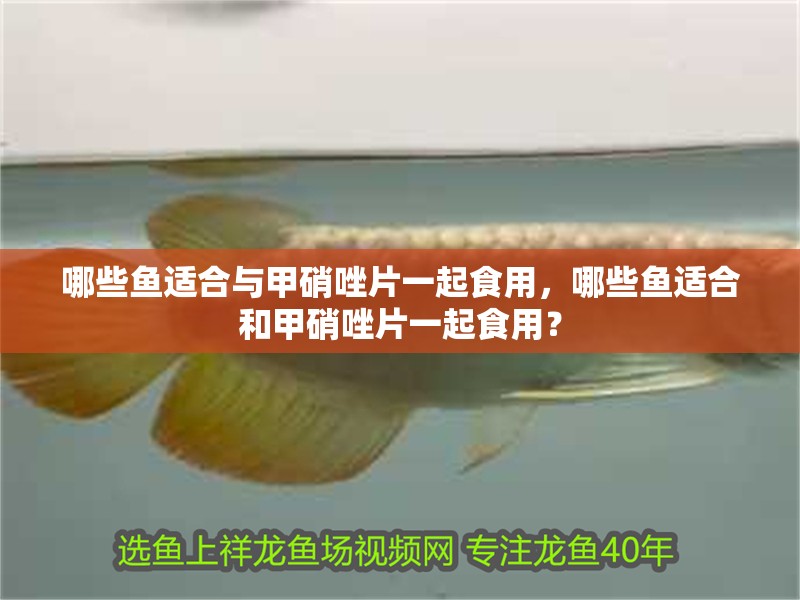 哪些魚適合與甲硝唑片一起食用，哪些魚適合和甲硝唑片一起食用？
