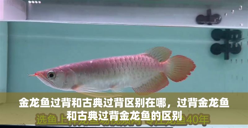 金龍魚過背和古典過背區別在哪，過背金龍魚和古典過背金龍魚的區別