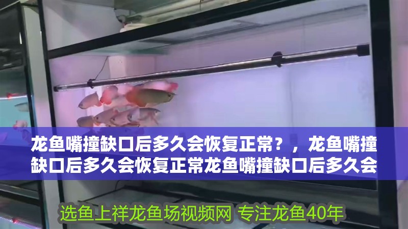 龍魚嘴撞缺口后多久會恢復正常？，龍魚嘴撞缺口后多久會恢復正常龍魚嘴撞缺口后多久會恢復正常