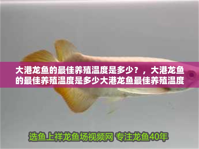 詳細(xì)閱讀:大港龍魚的最佳養(yǎng)殖溫度是多少?,大港龍魚的最佳養(yǎng)殖溫度是多少大港龍魚最佳養(yǎng)殖溫度是多少 大港龍魚的最佳養(yǎng)殖溫度是多少?,大港龍魚的最佳養(yǎng)殖溫度是多少大港龍魚最佳養(yǎng)殖溫度是多少