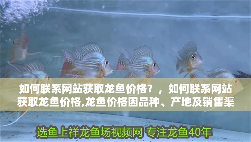 詳細(xì)閱讀:如何聯(lián)系網(wǎng)站獲取龍魚價格?,如何聯(lián)系網(wǎng)站獲取龍魚價格,龍魚價格因品種、產(chǎn)地及銷售渠道差異較大 如何聯(lián)系網(wǎng)站獲取龍魚價格?,如何聯(lián)系網(wǎng)站獲取龍魚價格,龍魚價格因品種、產(chǎn)地及銷售渠道差異較大