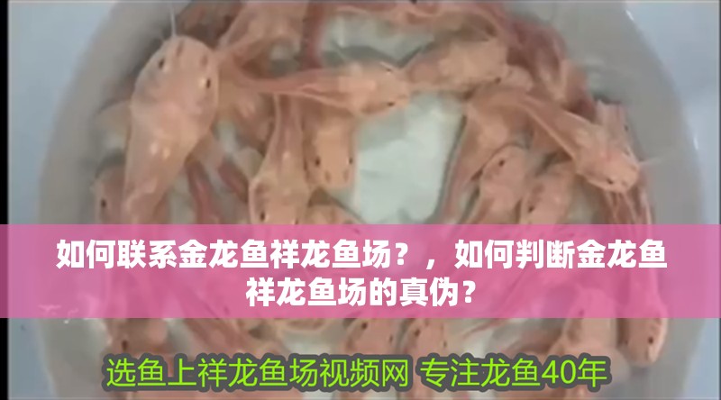 如何聯系金龍魚祥龍魚場？，如何判斷金龍魚祥龍魚場的真偽？ 如何聯系金龍魚祥龍魚場？，如何判斷金龍魚祥龍魚場的真偽？ 龍魚百科