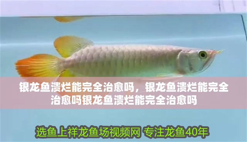 銀龍魚(yú)潰爛能完全治愈嗎，銀龍魚(yú)潰爛能完全治愈嗎銀龍魚(yú)潰爛能完全治愈嗎 銀龍魚(yú)潰爛能完全治愈嗎，銀龍魚(yú)潰爛能完全治愈嗎銀龍魚(yú)潰爛能完全治愈嗎 龍魚(yú)百科