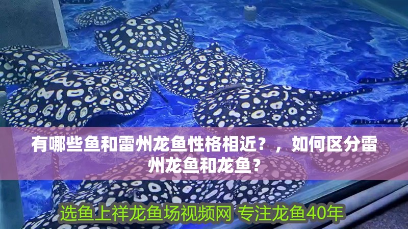 有哪些魚和雷州龍魚性格相近？，如何區分雷州龍魚和龍魚？
