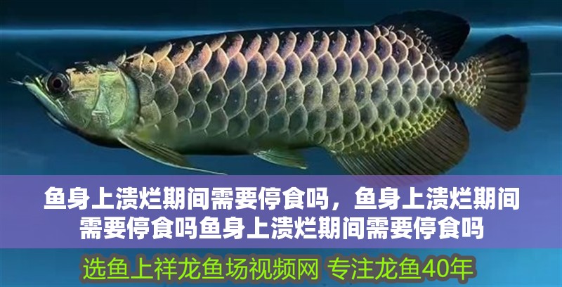 魚身上潰爛期間需要停食嗎，魚身上潰爛期間需要停食嗎魚身上潰爛期間需要停食嗎 魚身上潰爛期間需要停食嗎，魚身上潰爛期間需要停食嗎魚身上潰爛期間需要停食嗎 龍魚百科