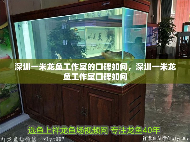 深圳一米龍魚工作室的口碑如何，深圳一米龍魚工作室口碑如何 深圳一米龍魚工作室的口碑如何，深圳一米龍魚工作室口碑如何 龍魚百科