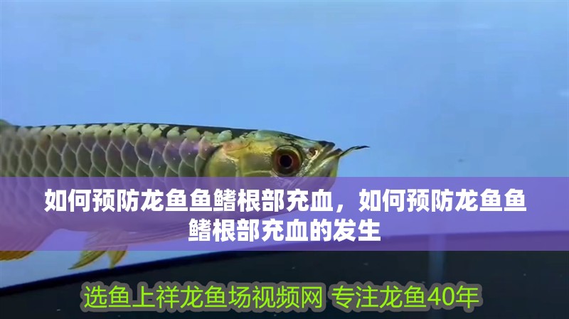 如何預(yù)防龍魚魚鰭根部充血，如何預(yù)防龍魚魚鰭根部充血的發(fā)生 如何預(yù)防龍魚魚鰭根部充血，如何預(yù)防龍魚魚鰭根部充血的發(fā)生 龍魚百科