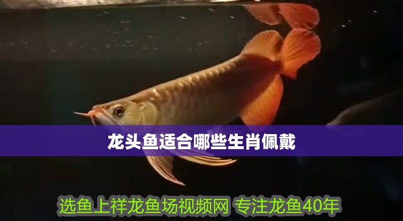 我的虎魚真菌感染了要怎么處理 龍頭魚適合哪些生肖佩戴 龍魚百科 龍頭魚適合哪些生肖佩戴 龍頭魚適合哪些生肖佩戴 龍魚百科