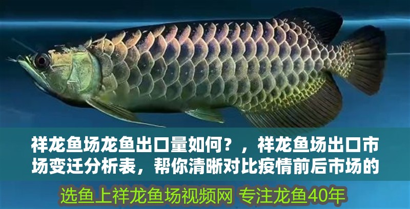 祥龍魚場(chǎng)龍魚出口量如何？，祥龍魚場(chǎng)出口市場(chǎng)變遷分析表，幫你清晰對(duì)比疫情前后市場(chǎng)的變化 祥龍魚場(chǎng)龍魚出口量如何？，祥龍魚場(chǎng)出口市場(chǎng)變遷分析表，幫你清晰對(duì)比疫情前后市場(chǎng)的變化 龍魚百科