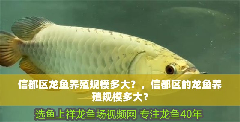 信都區龍魚養殖規模多大？，信都區的龍魚養殖規模多大？ 信都區龍魚養殖規模多大？，信都區的龍魚養殖規模多大？ 龍魚百科