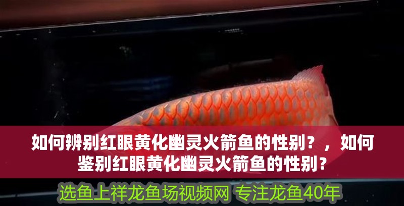 如何辨別紅眼黃化幽靈火箭魚的性別？，如何鑒別紅眼黃化幽靈火箭魚的性別？ 如何辨別紅眼黃化幽靈火箭魚的性別？，如何鑒別紅眼黃化幽靈火箭魚的性別？ 龍魚百科