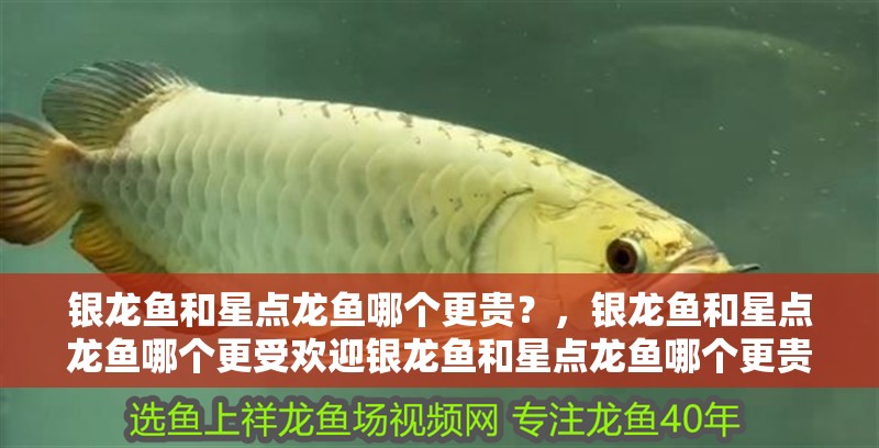 鸚鵡魚和銀龍魚混養怎樣喂食 銀龍魚和星點龍魚哪個更貴?,銀龍魚和星點龍魚哪個更受歡迎銀龍魚和星點龍魚哪個更貴 龍魚百科 銀龍魚和星點龍魚哪個更貴?,銀龍魚和星點龍魚哪個更受歡迎銀龍魚和星點龍魚哪個更貴 銀龍魚和星點龍魚哪個更貴?,銀龍魚和星點龍魚哪個更受歡迎銀龍魚和星點龍魚哪個更貴 龍魚百科