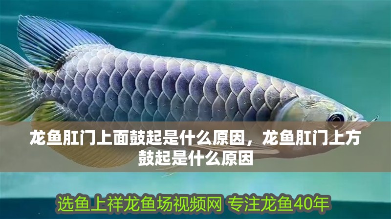 龍魚肛門上面鼓起是什么原因，龍魚肛門上方鼓起是什么原因 龍魚肛門上面鼓起是什么原因，龍魚肛門上方鼓起是什么原因 龍魚百科