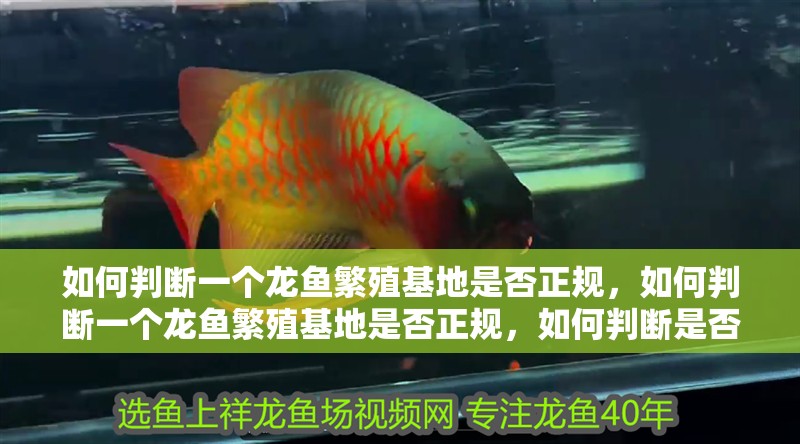 如何判斷一個(gè)龍魚繁殖基地是否正規(guī)，如何判斷一個(gè)龍魚繁殖基地是否正規(guī)，如何判斷是否正規(guī)