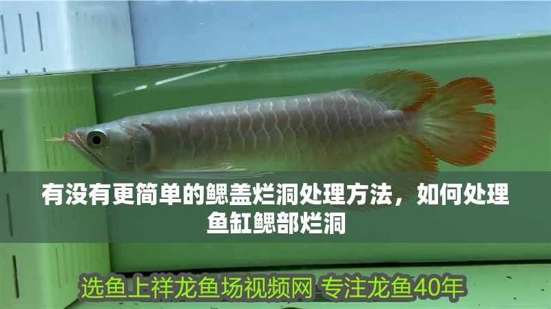 魚(yú)缸用增氧泵價(jià)格是多少:魚(yú)缸增氧機(jī)-xtrac增氧機(jī)-xtrac增氧機(jī) 有沒(méi)有更簡(jiǎn)單的鰓蓋爛洞處理方法,如何處理魚(yú)缸鰓部爛洞 龍魚(yú)百科 有沒(méi)有更簡(jiǎn)單的鰓蓋爛洞處理方法,如何處理魚(yú)缸鰓部爛洞 有沒(méi)有更簡(jiǎn)單的鰓蓋爛洞處理方法,如何處理魚(yú)缸鰓部爛洞 龍魚(yú)百科