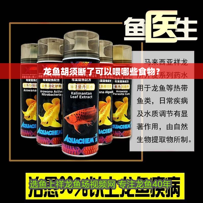 龍魚胡須斷了可以喂哪些食物？
