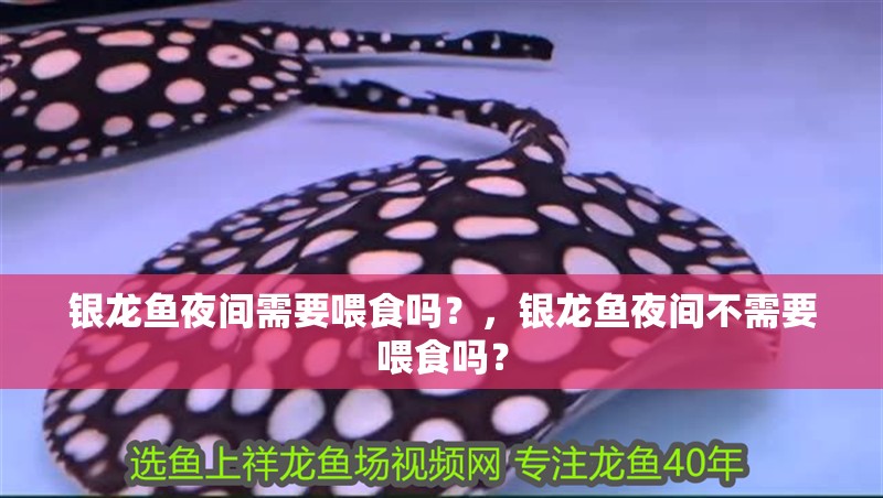 銀龍魚夜間需要喂食嗎？，銀龍魚夜間不需要喂食嗎？ 銀龍魚夜間需要喂食嗎？，銀龍魚夜間不需要喂食嗎？ 龍魚百科