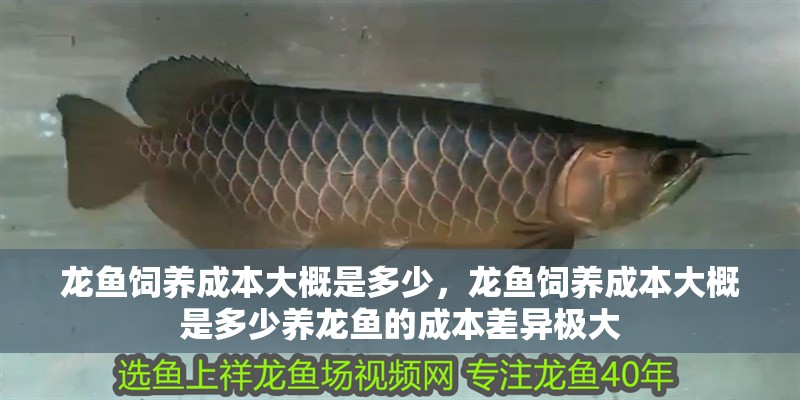 魚缸造景先放沙還是先放水(魚缸造景先鋪沙還是先放石頭) 龍魚飼養成本大概是多少,龍魚飼養成本大概是多少養龍魚的成本差異極大 龍魚百科 龍魚飼養成本大概是多少,龍魚飼養成本大概是多少養龍魚的成本差異極大 龍魚飼養成本大概是多少,龍魚飼養成本大概是多少養龍魚的成本差異極大 龍魚百科