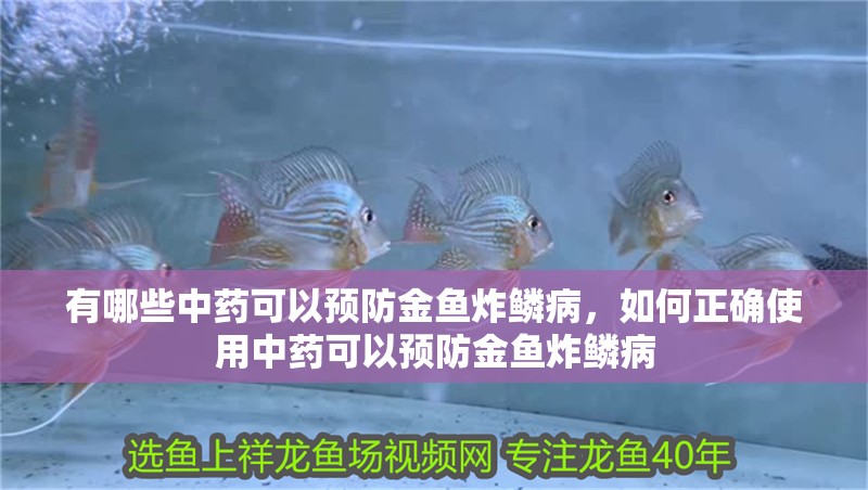 有哪些中藥可以預防金魚炸鱗病，如何正確使用中藥可以預防金魚炸鱗病