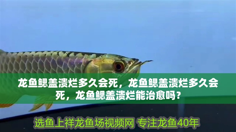 龍魚鰓蓋潰爛多久會(huì)死，龍魚鰓蓋潰爛多久會(huì)死，龍魚鰓蓋潰爛能治愈嗎？