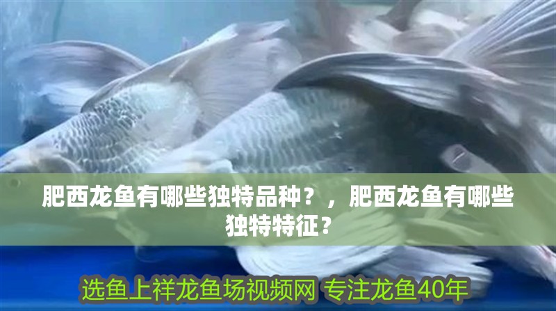 肥西龍魚有哪些獨特品種？，肥西龍魚有哪些獨特特征？ 肥西龍魚有哪些獨特品種？，肥西龍魚有哪些獨特特征？ 龍魚百科