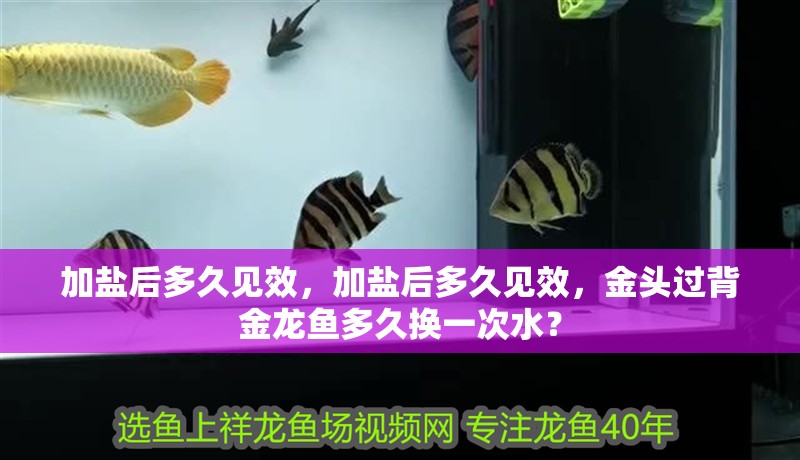 加鹽后多久見效，加鹽后多久見效，金頭過背金龍魚多久換一次水？ 加鹽后多久見效，加鹽后多久見效，金頭過背金龍魚多久換一次水？ 龍魚百科