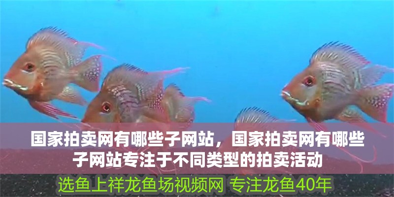 國家拍賣網(wǎng)有哪些子網(wǎng)站，國家拍賣網(wǎng)有哪些子網(wǎng)站專注于不同類型的拍賣活動 國家拍賣網(wǎng)有哪些子網(wǎng)站，國家拍賣網(wǎng)有哪些子網(wǎng)站專注于不同類型的拍賣活動 龍魚百科