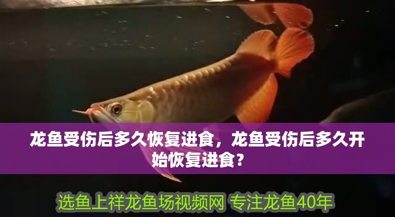 龍魚受傷后多久恢復進食，龍魚受傷后多久開始恢復進食？ 龍魚受傷后多久恢復進食，龍魚受傷后多久開始恢復進食？ 龍魚百科