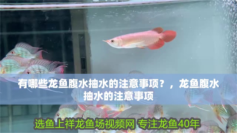 有哪些龍魚腹水抽水的注意事項(xiàng)？，龍魚腹水抽水的注意事項(xiàng) 有哪些龍魚腹水抽水的注意事項(xiàng)？，龍魚腹水抽水的注意事項(xiàng) 龍魚百科