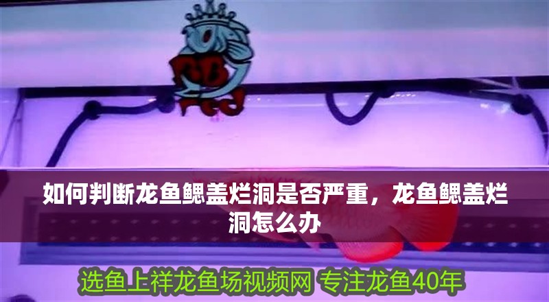 鸚鵡魚和銀龍魚混養怎樣喂食 如何判斷龍魚鰓蓋爛洞是否嚴重,龍魚鰓蓋爛洞怎么辦 龍魚百科 如何判斷龍魚鰓蓋爛洞是否嚴重,龍魚鰓蓋爛洞怎么辦 如何判斷龍魚鰓蓋爛洞是否嚴重,龍魚鰓蓋爛洞怎么辦 龍魚百科