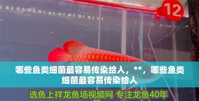 哪些魚類細菌最容易傳染給人，**，哪些魚類細菌最容易傳染給人