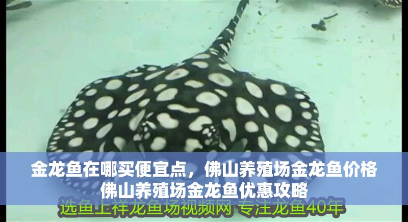 金龍魚在哪買便宜點，佛山養(yǎng)殖場金龍魚價格佛山養(yǎng)殖場金龍魚優(yōu)惠攻略