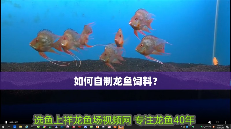 如何自制龍魚飼料？ 如何自制龍魚飼料？ 龍魚百科