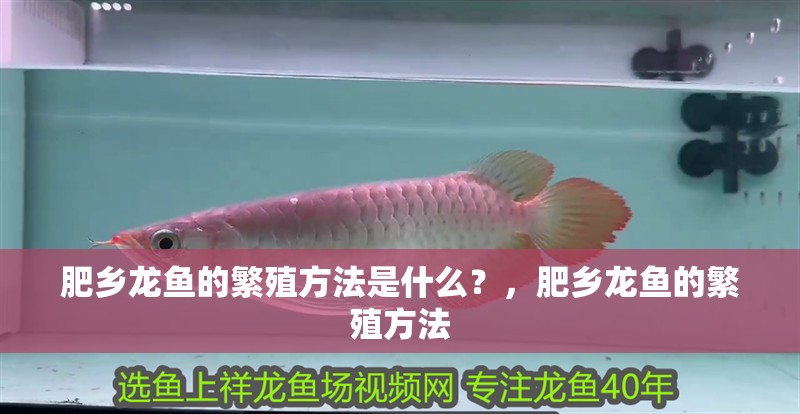 肥鄉龍魚的繁殖方法是什么？，肥鄉龍魚的繁殖方法 肥鄉龍魚的繁殖方法是什么？，肥鄉龍魚的繁殖方法 龍魚百科