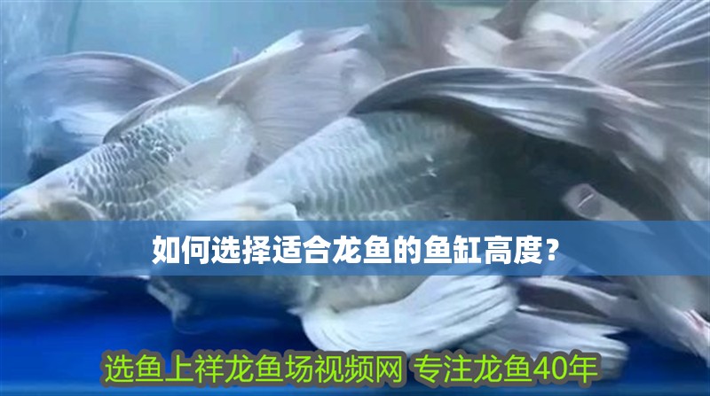 如何選擇適合龍魚的魚缸高度？ 如何選擇適合龍魚的魚缸高度？ 龍魚百科
