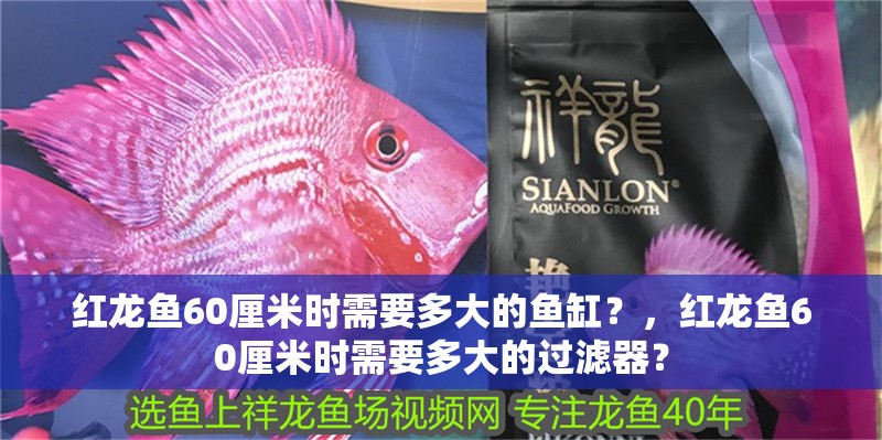 紅龍魚60厘米時需要多大的魚缸？，紅龍魚60厘米時需要多大的過濾器？