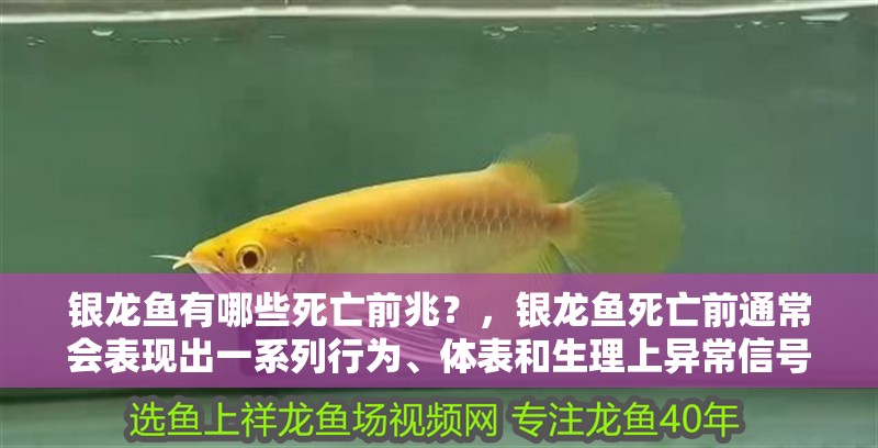 銀龍魚有哪些死亡前兆？，銀龍魚死亡前通常會表現(xiàn)出一系列行為、體表和生理上異常信號