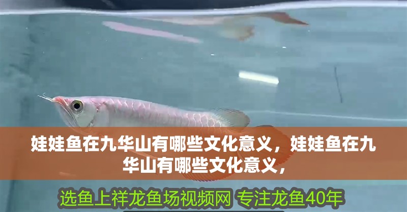 娃娃魚在九華山有哪些文化意義，娃娃魚在九華山有哪些文化意義， 娃娃魚在九華山有哪些文化意義，娃娃魚在九華山有哪些文化意義， 龍魚百科
