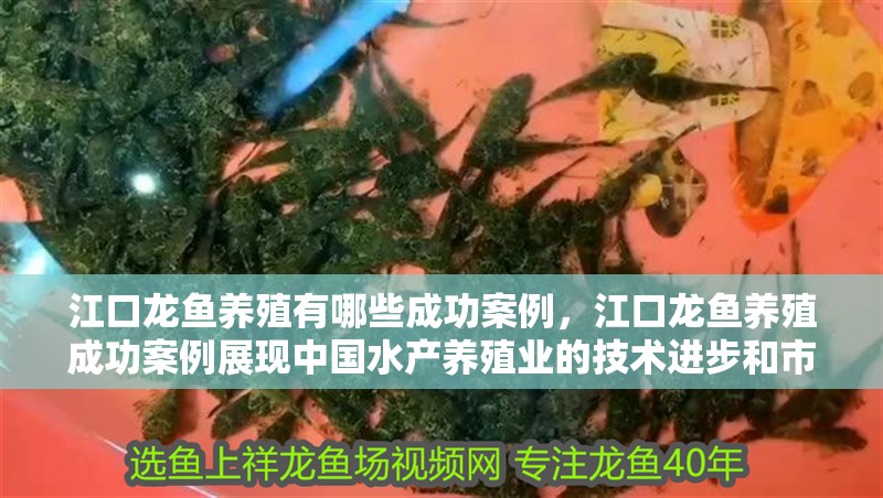 江口龍魚養殖有哪些成功案例，江口龍魚養殖成功案例展現中國水產養殖業的技術進步和市場潛力
