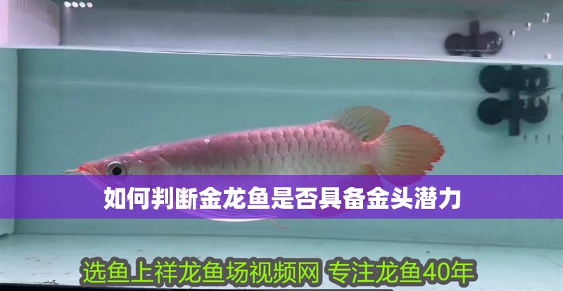 如何判斷金龍魚是否具備金頭潛力 如何判斷金龍魚是否具備金頭潛力 龍魚百科