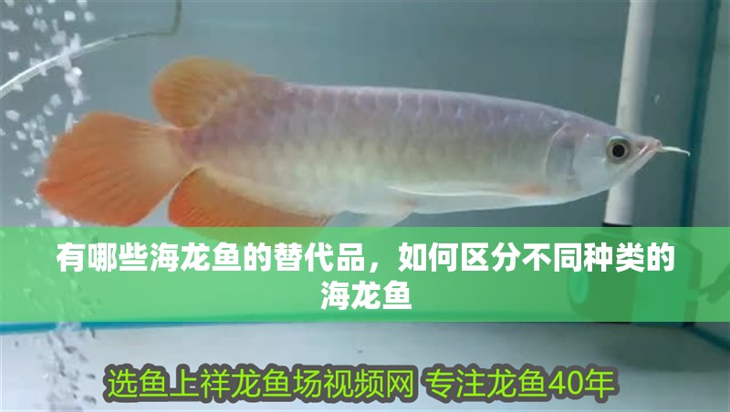有哪些海龍魚的替代品，如何區分不同種類的海龍魚