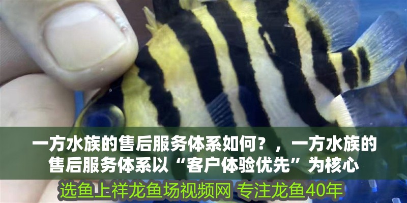 一方水族的售后服務體系如何？，一方水族的售后服務體系以“客戶體驗優先”為核心 一方水族的售后服務體系如何？，一方水族的售后服務體系以“客戶體驗優先”為核心 龍魚百科