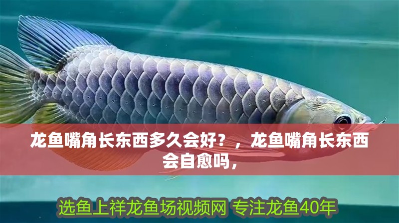 龍魚嘴角長東西多久會好？，龍魚嘴角長東西會自愈嗎，