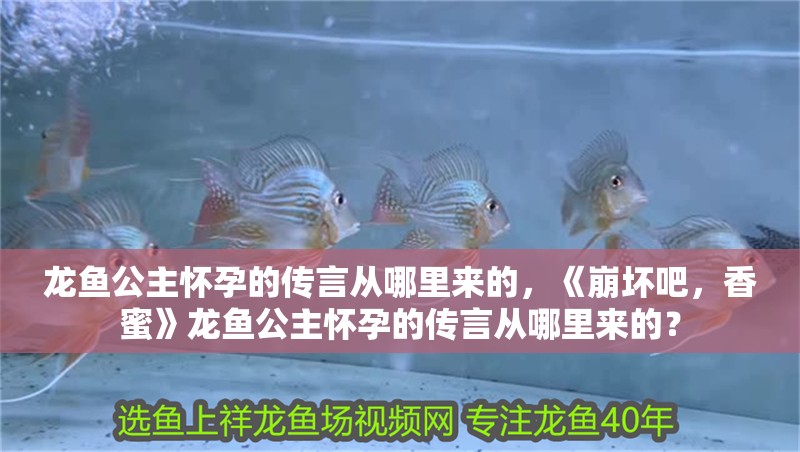 龍魚公主懷孕的傳言從哪里來的，《崩壞吧，香蜜》龍魚公主懷孕的傳言從哪里來的？ 龍魚公主懷孕的傳言從哪里來的，《崩壞吧，香蜜》龍魚公主懷孕的傳言從哪里來的？ 龍魚百科
